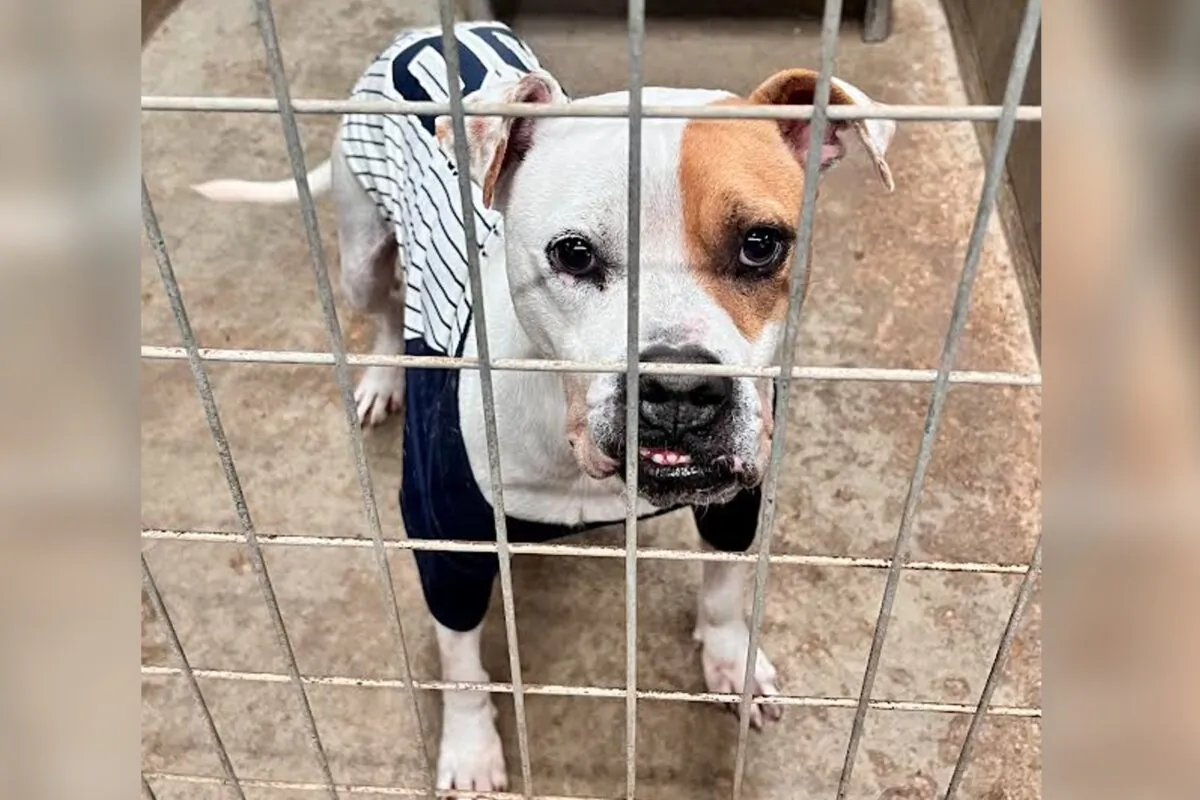 A dog at the CARA animal shelter in Jackson, Miss., in 2023. (Courtesy of Valerie Hicks)