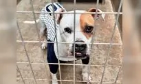 ‘It Never Seems to Stop’: Animal Rescuers See Increase in Pet Surrenders, Decrease in Adoptions
