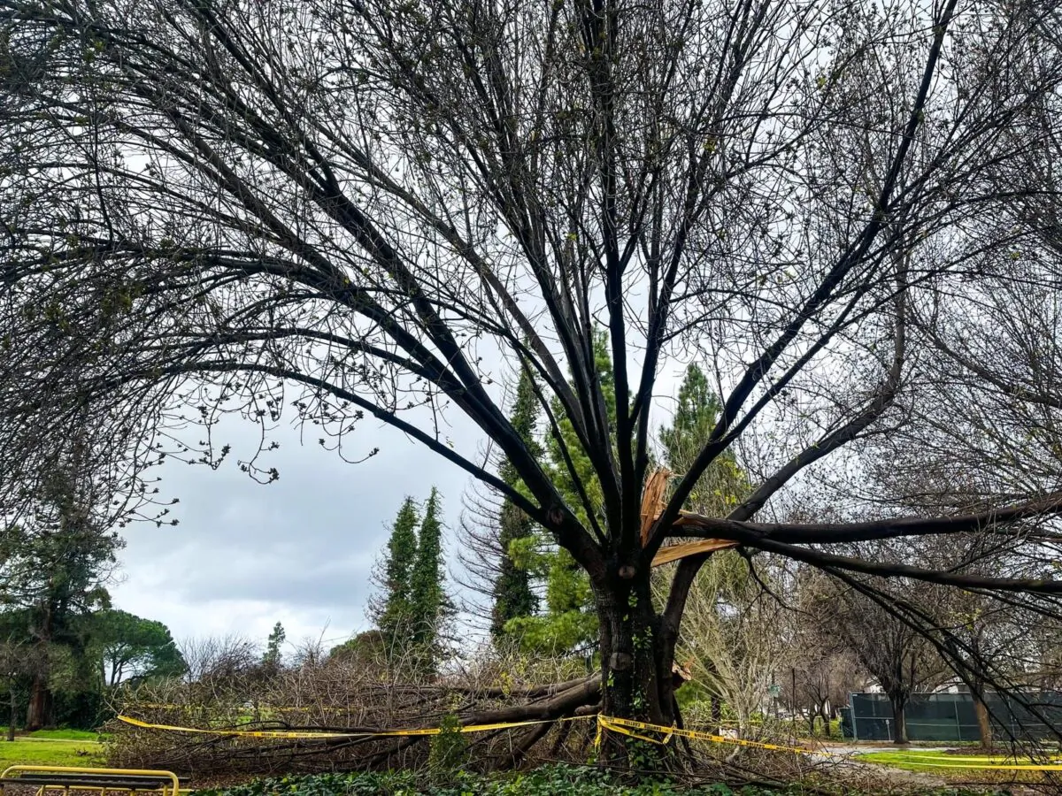 Branches that have been broken by the powerful storm in San Jose, Calif., on Jan. 10, 2023. (Courtesy of Chandan Mozumder)