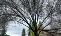 Northern California Seeks Recovery After Being Battered by Storms