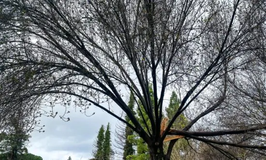 Northern California Seeks Recovery After Being Battered by Storms