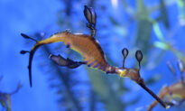 Birch Aquarium Announces Pregnant Seadragon