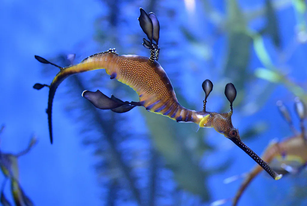 A Weedy seadragon floats at the Aquarium of the Pacific in Long Beach, Calif., on April 26, 2012. (Joe Klamar/AFP via Getty Images)