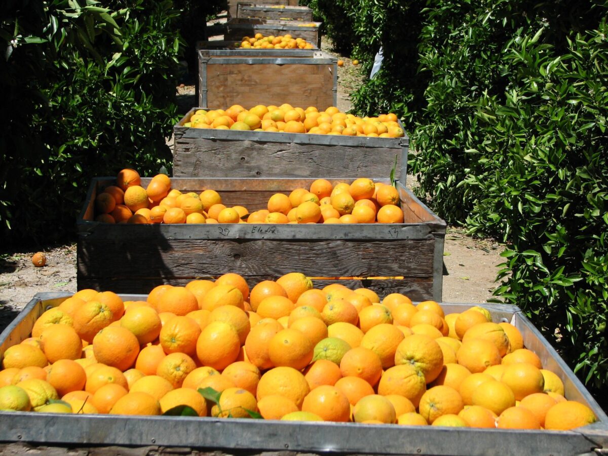MailOrder Citrus Pearson Ranch Delivers California Sunshine From