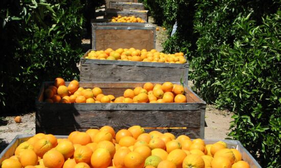 Mail-Order Citrus: Pearson Ranch Delivers California Sunshine From Orchard to Doorstep