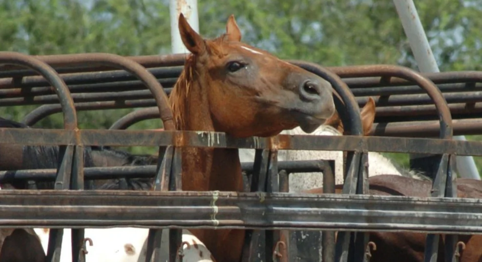 A horse awaits its fate at a Mexican slaughterhouse (Courtesy of Humane Society of the United States)