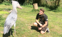 [VIDEO] Man Reunites With ‘Dinosaur-Looking’ Shoebill Stork He First Met at 10: ‘She’s an Incredible Bird’