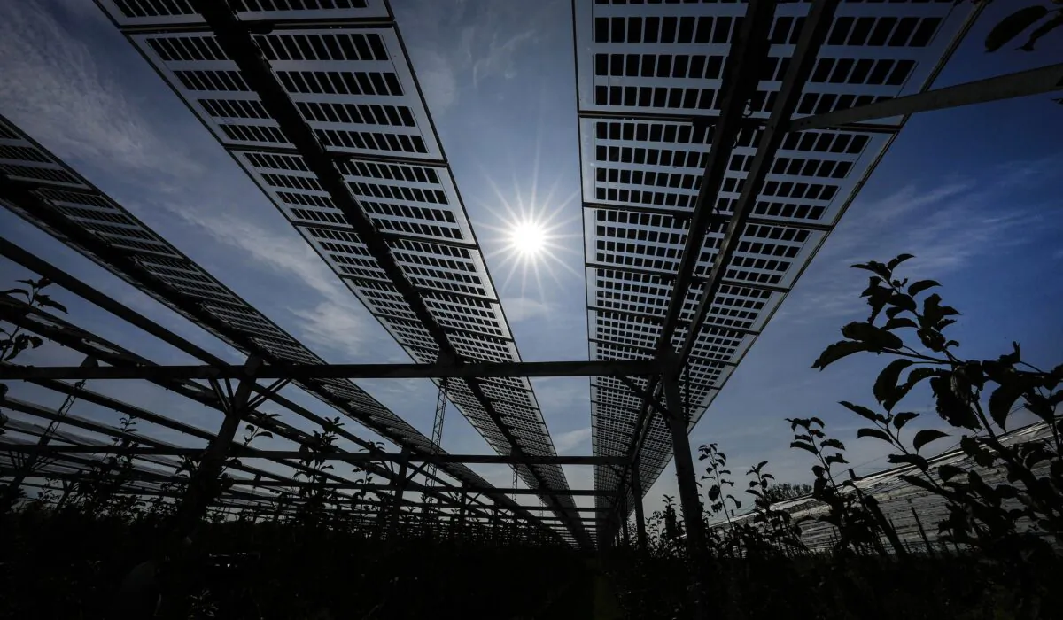 Special mounted solar panels are installed over a biological apple fruit tree plantation in Gelsdorf, western Germany, on Aug. 30, 2022. (Martin Meissner/AP Photo)