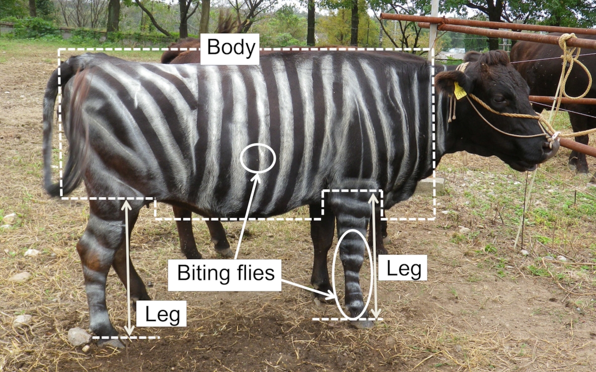 Painting 'Zebra Stripes' on Cows Wards Off Biting Flies - Vimarsana News