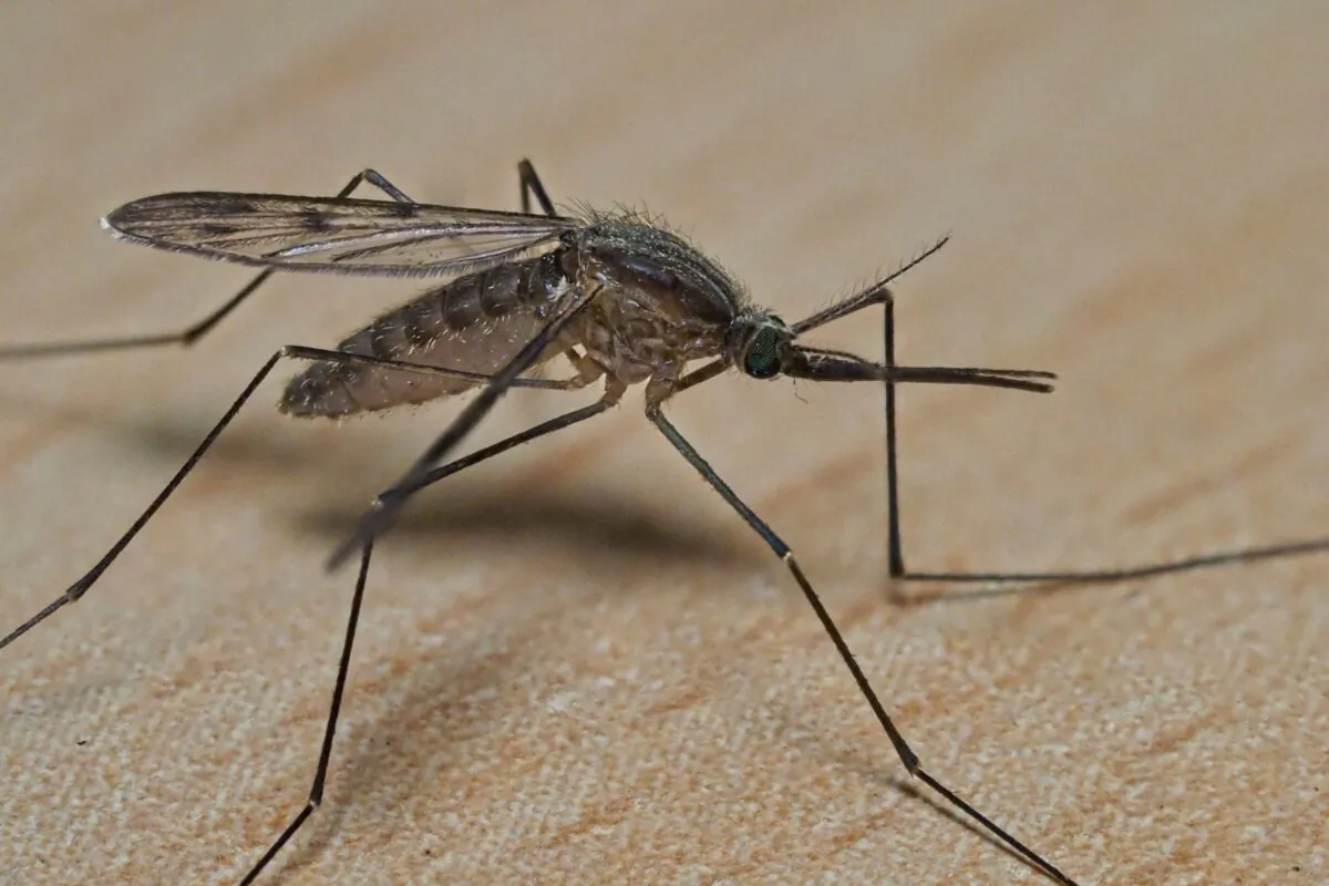 This close-up photograph shows a mosquito in Montlouis-sur-Loire, central France, on October 21, 2022. (Guillaume Souvant/AFP via Getty Images)