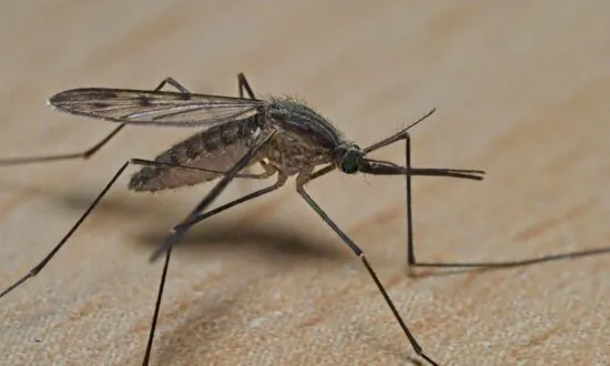 Health Hazard Warnings Issued in NSW and South Australia as Mosquito Population Skyrockets