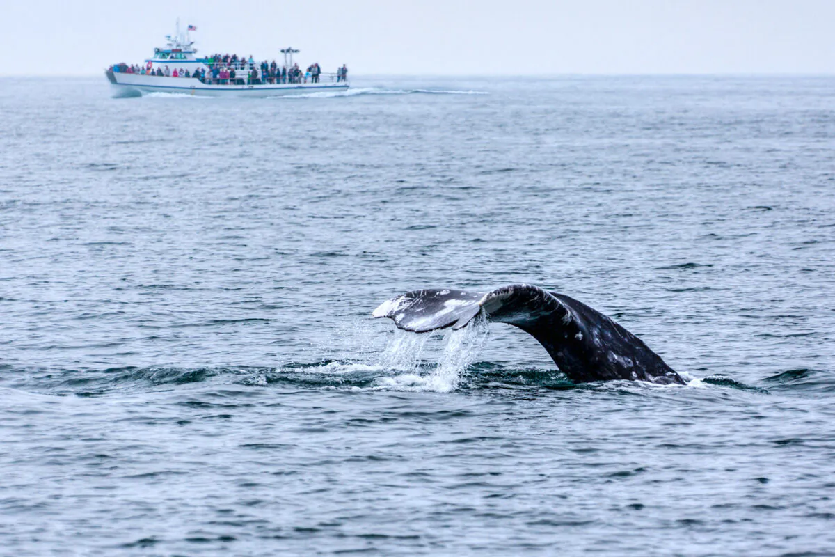 The tail of a gray whale emerges out of the water as tourists watched from a boat in the Pacific Ocean just off the coast of Southern California. (Dreamstime/TNS)