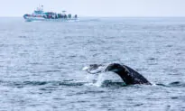 The 6 Best Places in the World for Whale Watching
