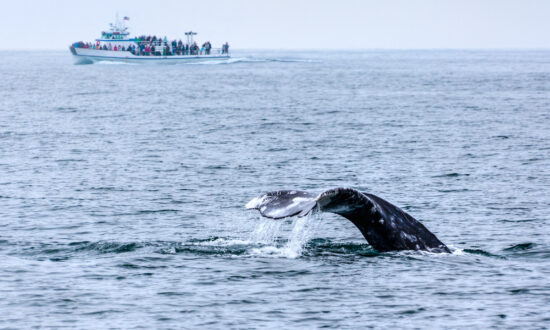 The 6 Best Places in the World for Whale Watching