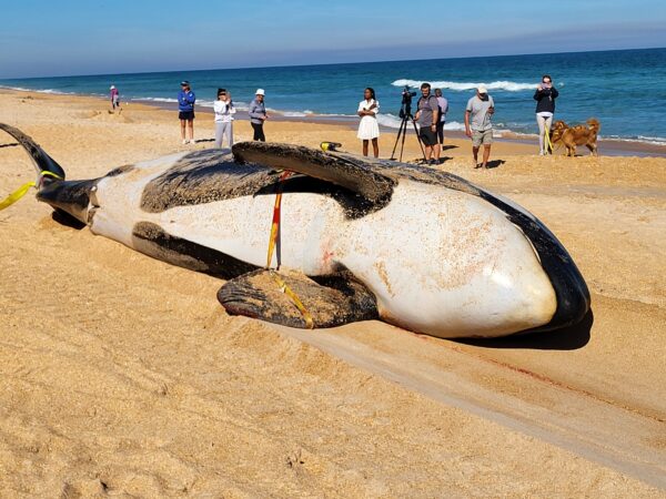 Epoch Times Photo