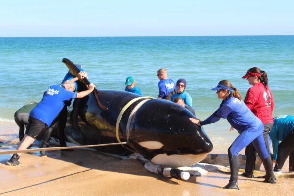 ‘Unprecedented’ Rise in Whale Deaths Along East Coast Prompts Calls for Moratorium of Offshore Wind Farms