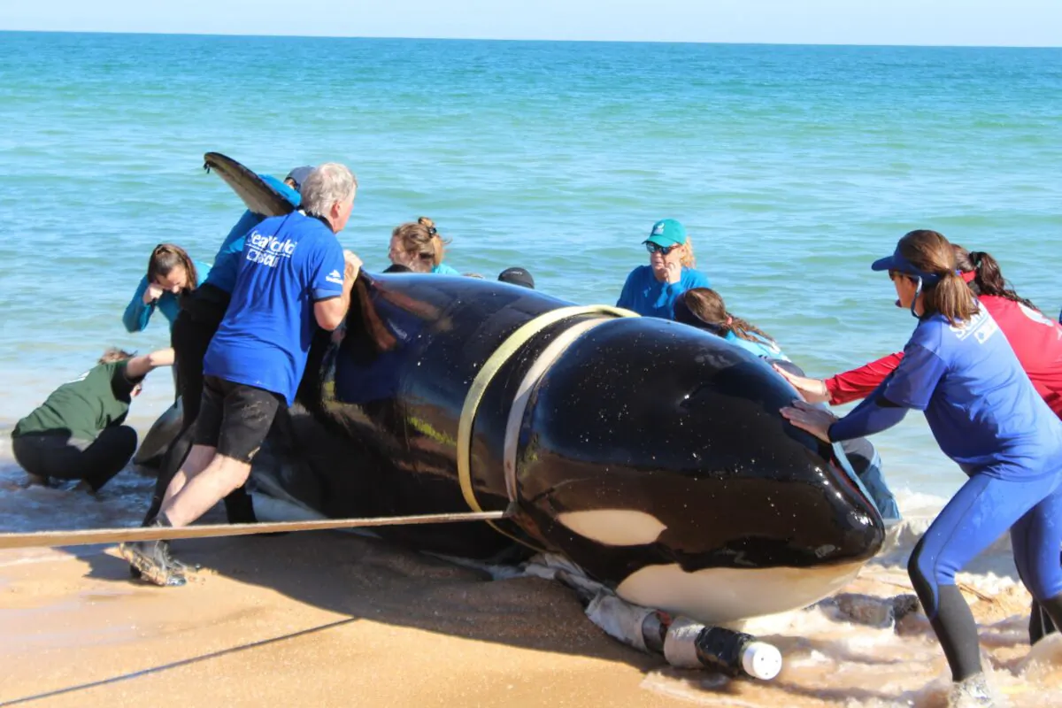 Members of multiple rescue organizations work to remove the body of a 21-foot, approximately 5,000-pound killer whale that stranded itself in Flagler County, Florida on January 11, 2022. (Courtesy of the Flagler County Sheriff's Department)