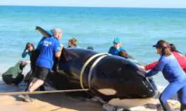 Republican Congressman Calls For Ending Offshore Wind Projects in New Jersey Following Multiple Whale Deaths
