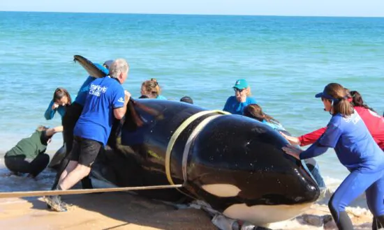 Republican Congressman Calls For Ending Offshore Wind Projects in New Jersey Following Multiple Whale Deaths