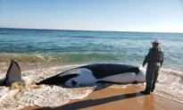 Florida Whale Strands Itself in Palm Coast