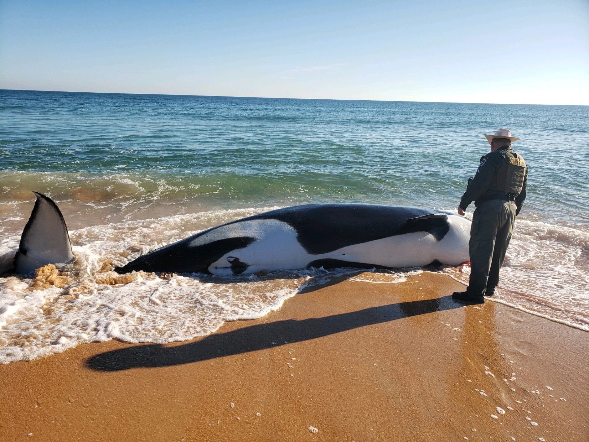 Florida Whale Strands Itself in Palm Coast - Vimarsana News