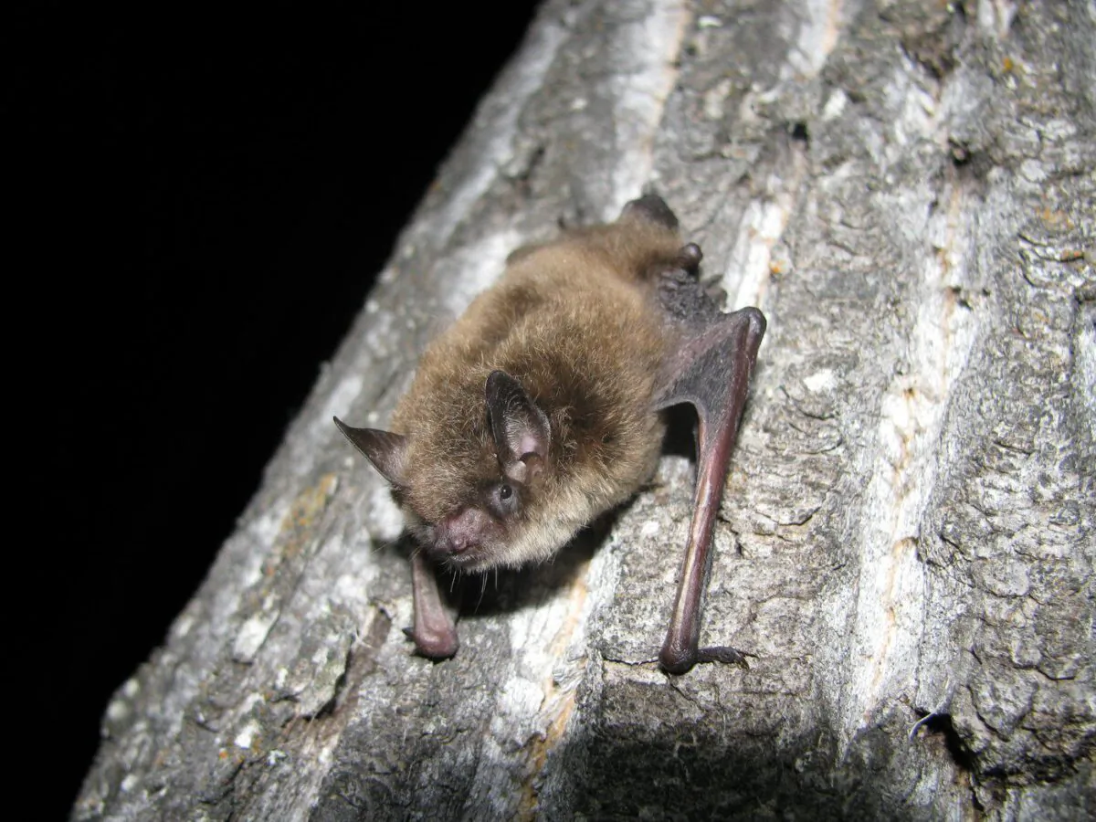 A little brown bat is shown in a handout photo. (The Canadian Press/HO-Cory Olson, WCS Canada)