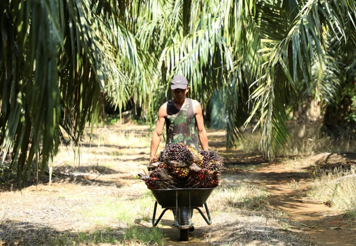 A worker pushes a wheelbarrow of fresh fruit bunches of oil palm tree during harvest at a palm oil plantation in Kuala Selangor, Selangor, Malaysia, on April 26, 2022. (Hasnoor Hussain/Reuters)