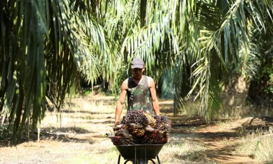 Malaysia Says It Could Stop Palm Oil Exports to EU After New Curbs