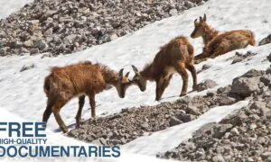 Untamed Wildlife in the Shadow of the Watzmann
