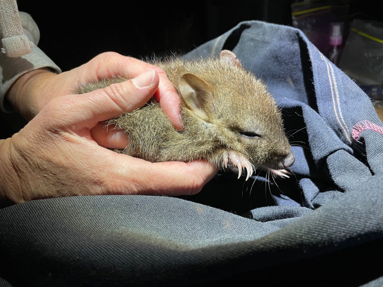 Bettong Baby Joy in Australian State Wilderness - Vimarsana News