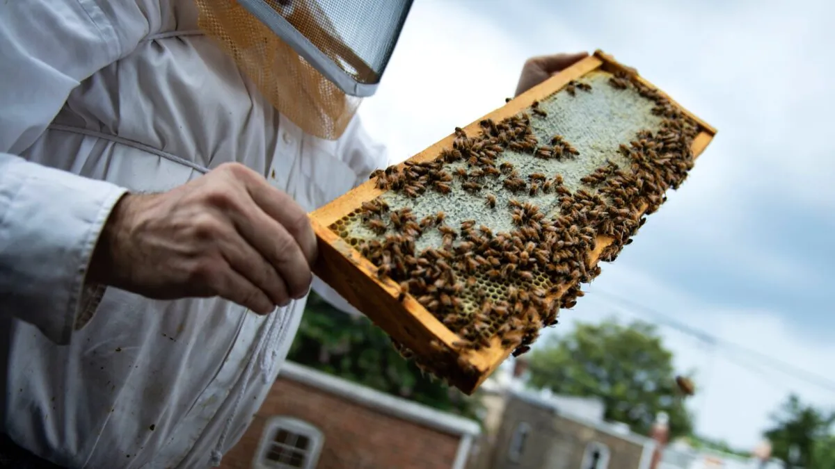A beekeeper looks at beehives from his apiary above his garage in Washington on Aug. 7, 2019. (Bendan Smialowski/AFP via Getty Images)