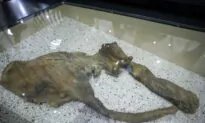 Claim of Mammoth Bones Brings Treasure Hunters to NYC River