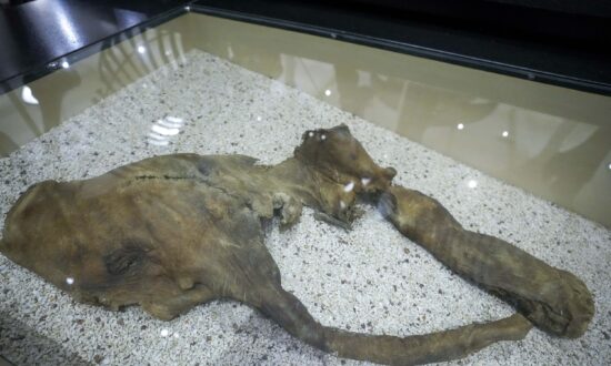 Claim of Mammoth Bones Brings Treasure Hunters to NYC River