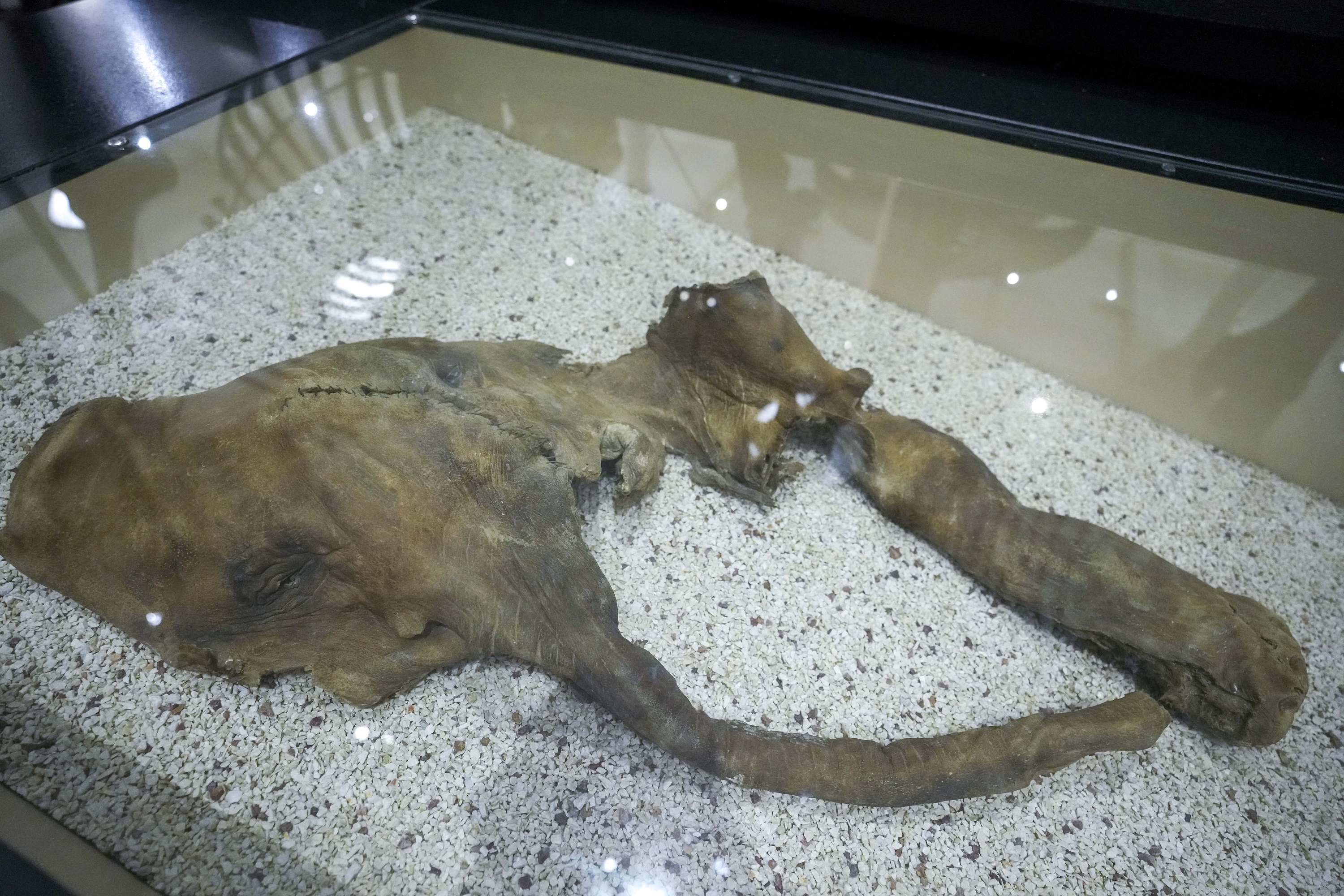 Claim of Mammoth Bones Brings Treasure Hunters to NYC River - Vimarsana News