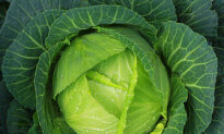 Lifestyle: The Softer, Sweeter Side of Cabbage