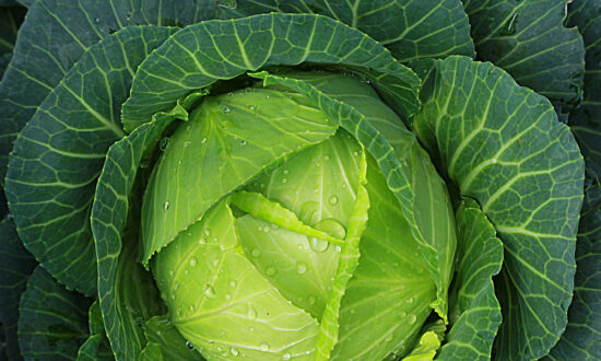 The Softer, Sweeter Side of Cabbage
