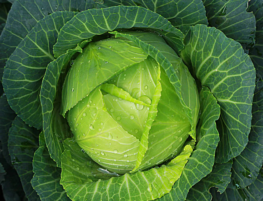 Winter is peak season for cabbage, when the vitamin-rich vegetable is at its sweetest. (Kawongwarin/Shutterstock)