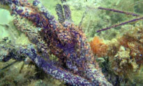 Hong Kong University Study Finds Reward and Punishment System in Coral-Algae Relationship
