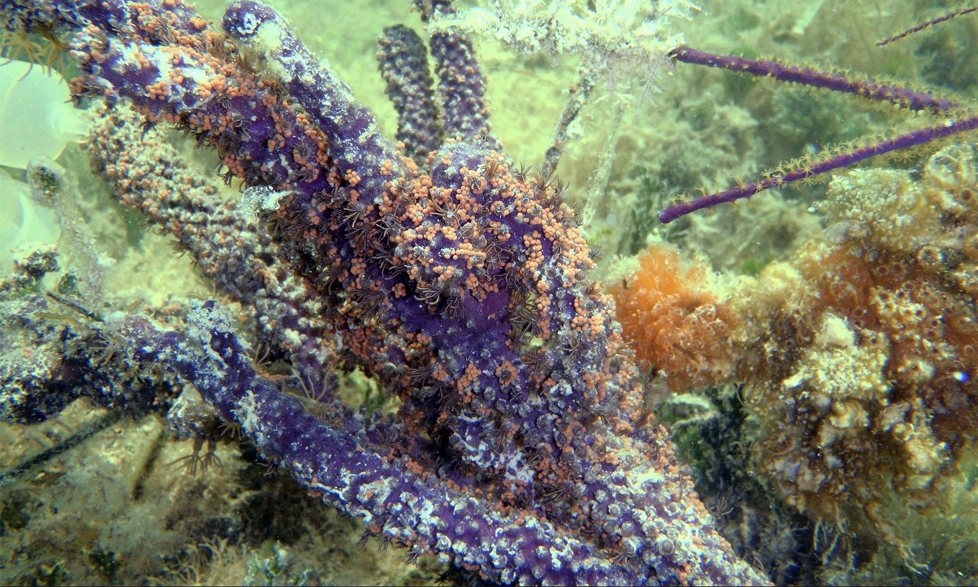 Hong Kong University Study Finds Reward and Punishment System in Coral-Algae Relationship - Vimarsana News