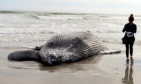 Oregon Preparing for Floating Offshore Wind Farms As Concern Over Whale Deaths Grows