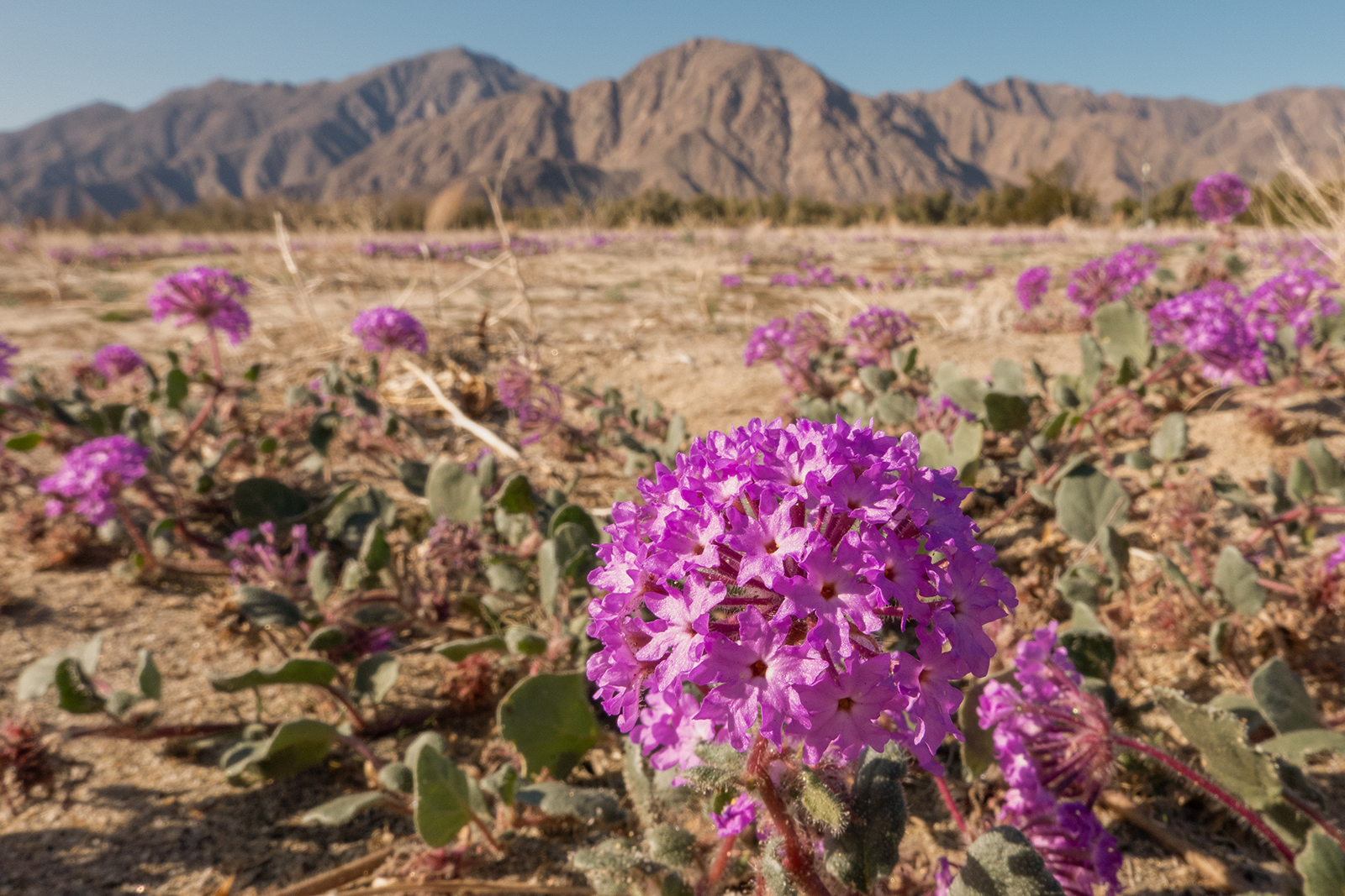 Purple sand verbena adds color to the desert landscape in Borrego Springs.