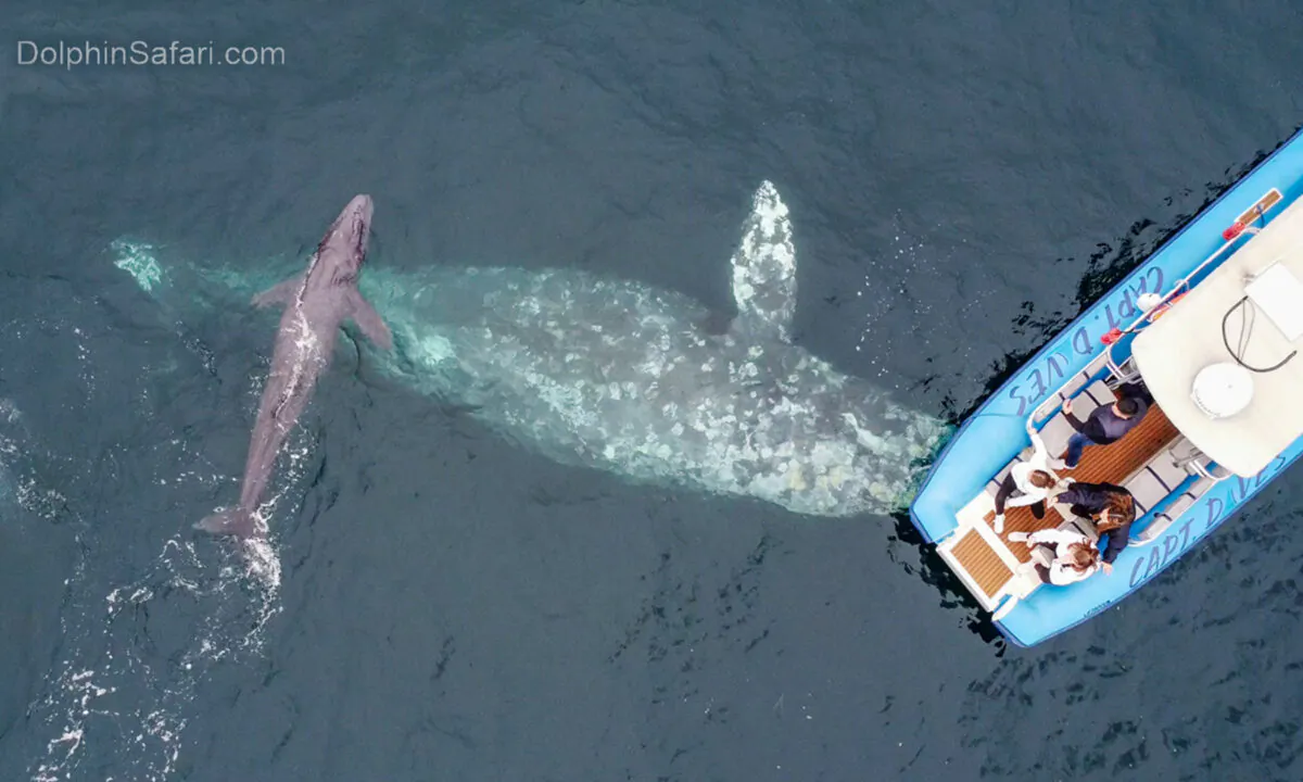(Courtesy of Matt Stumpf/Capt. Dave's Dolphin & Whale Watching Safari)
