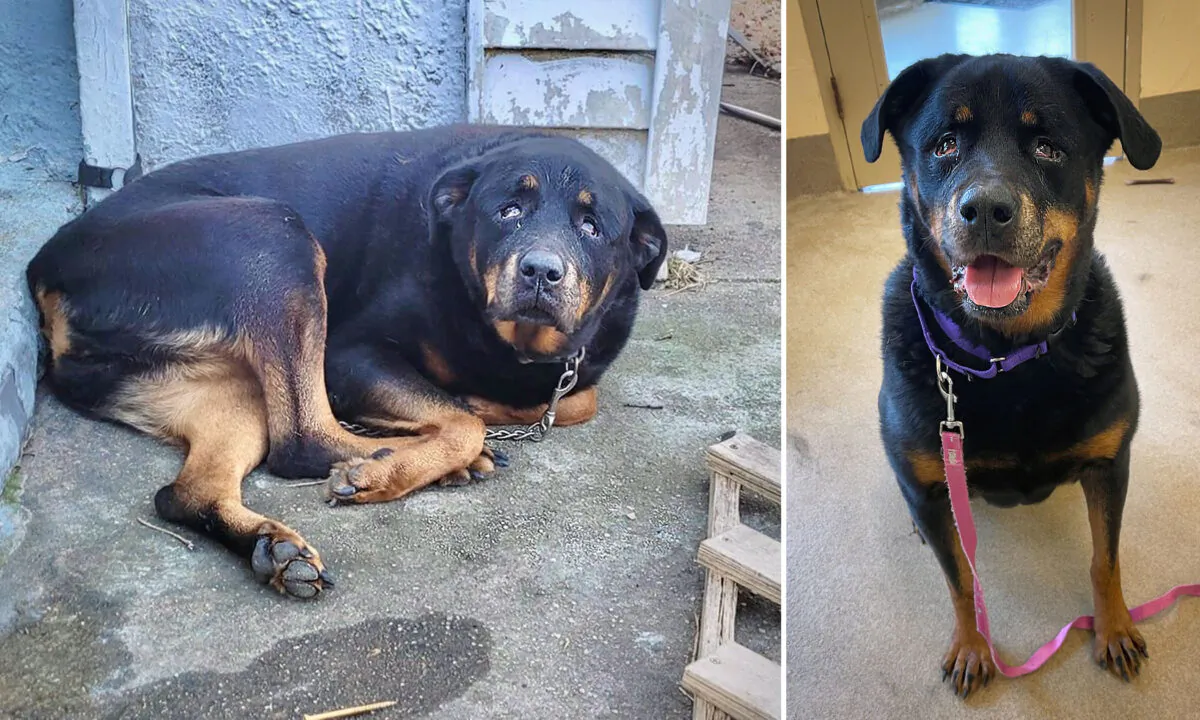 (Courtesy of Monmouth County SPCA)