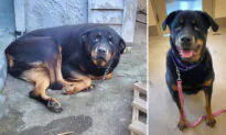 Police Find Abandoned Pup Chained Up in Freezing Cold for 3 Nights Over Christmas, Find Her Shelter