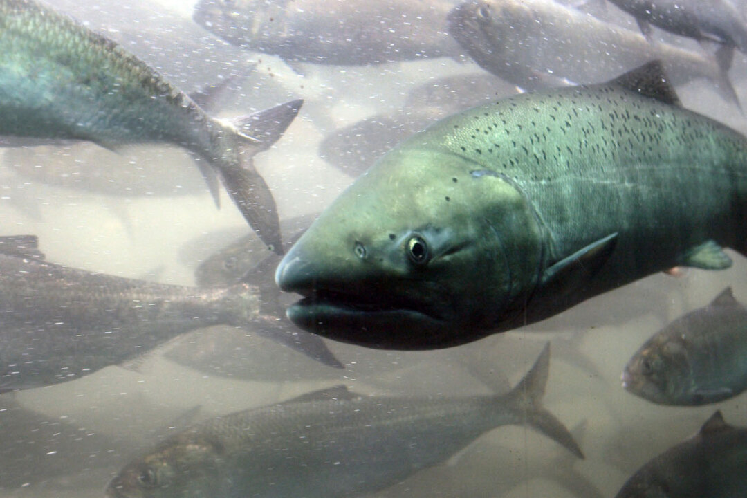 A Chinook salmon along with a school of shad pass through the viewing room at McNary Lock and Dam on the Columbia River, near Umatilla, Oregon, June 7, 2005. (Jeff T. Green/Getty Images)