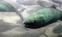 Freshwater Fish Highly Polluted With ‘Forever Chemicals’ Linked to Health Problems: Study