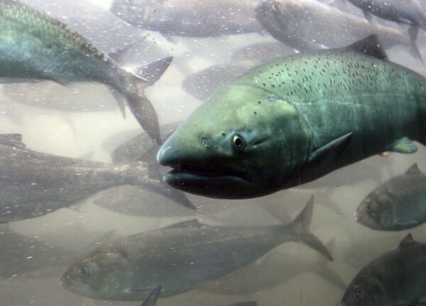 salmon