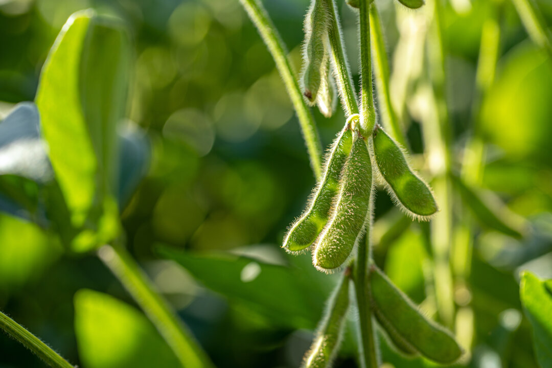 Soy plantation with sky on the horizon. (Shutterstock)