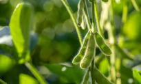 Genetically Modified Soybeans: Bad for Your Health?