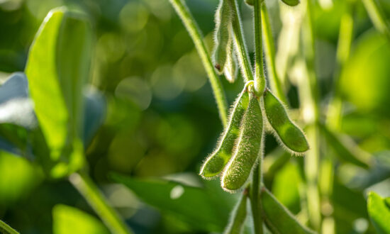 Genetically Modified Soybeans: Bad for Your Health?